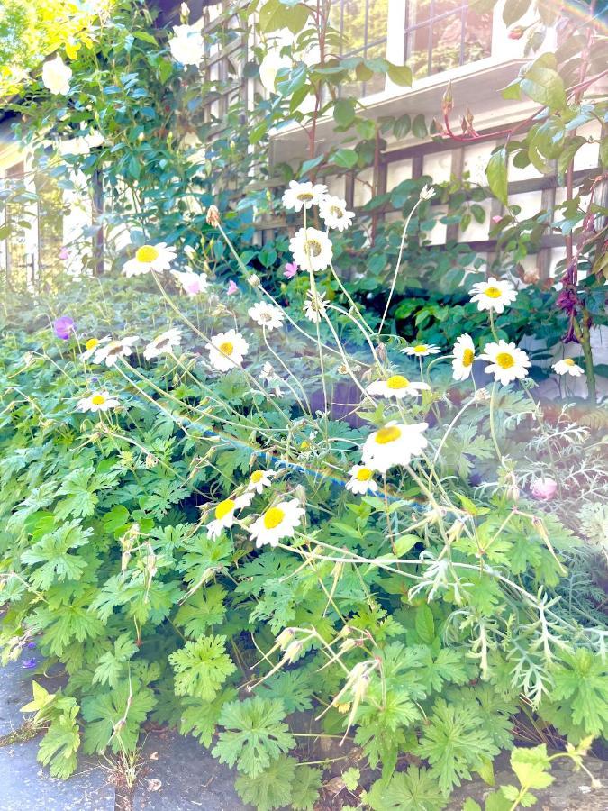 Beautiful Ancient Stone Cottage, Local Walks & Pub! コンウィ エクステリア 写真